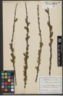 Foto von Salix viminalis L.
